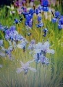 Biologische VASTE TUINplanten, Ophalen, Vaste plant, Overige soorten, Halfschaduw