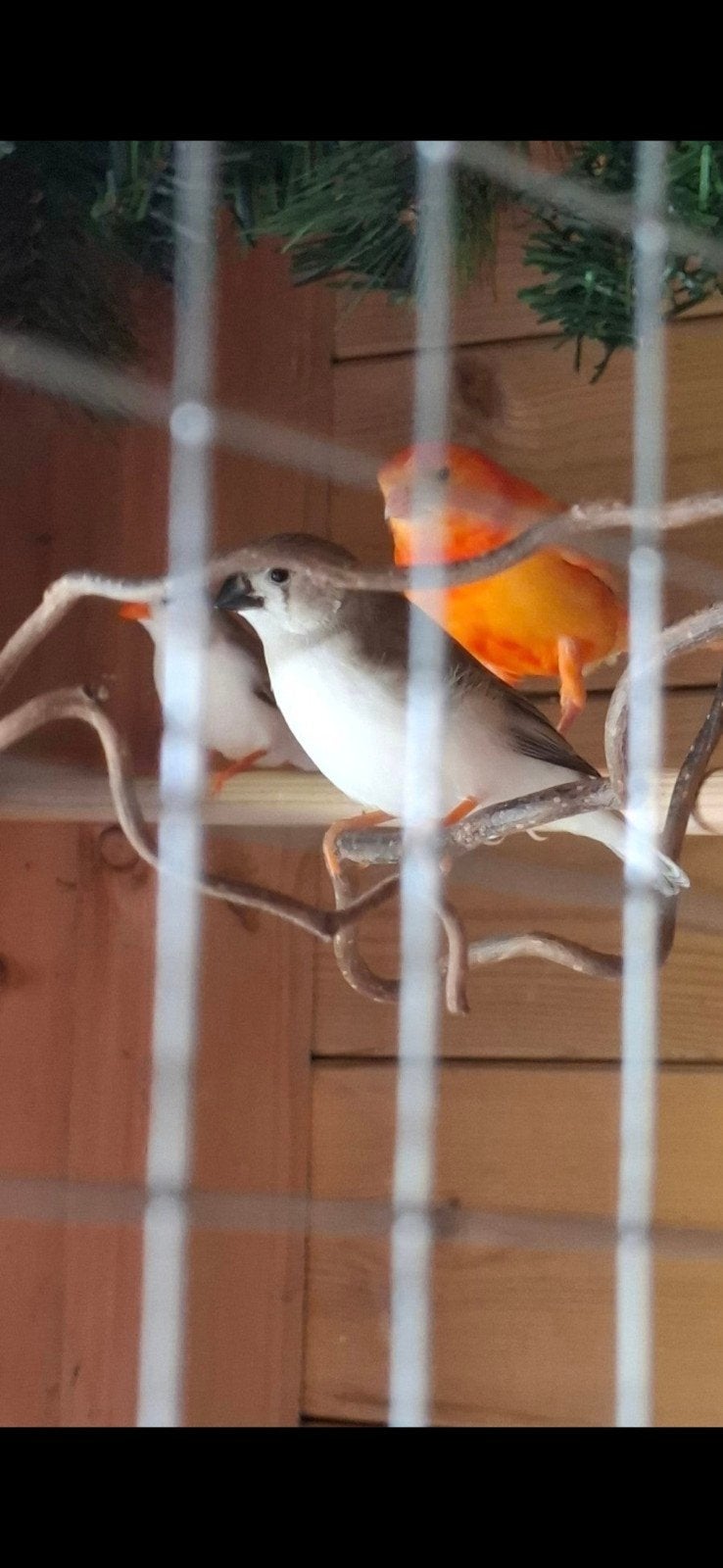 Kanarie man intensief rood., Dieren en Toebehoren, Vogels | Kanaries, Mannelijk, Kleurkanarie