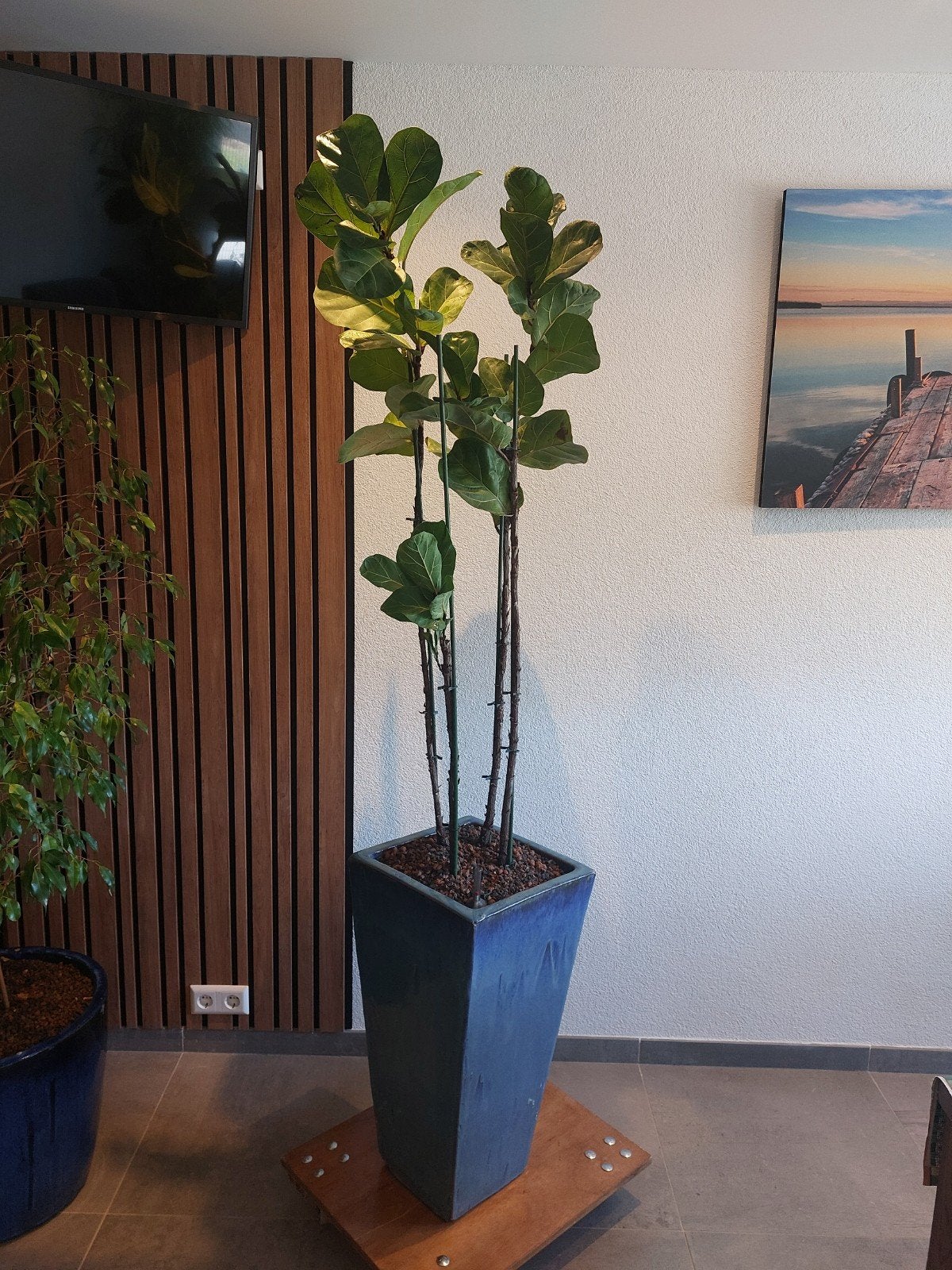 Ficus Lyrata tabaksplant incl. geglazuurde bloempot plant, Tuin en Terras, Ophalen, Gebruikt, Rond, Steen