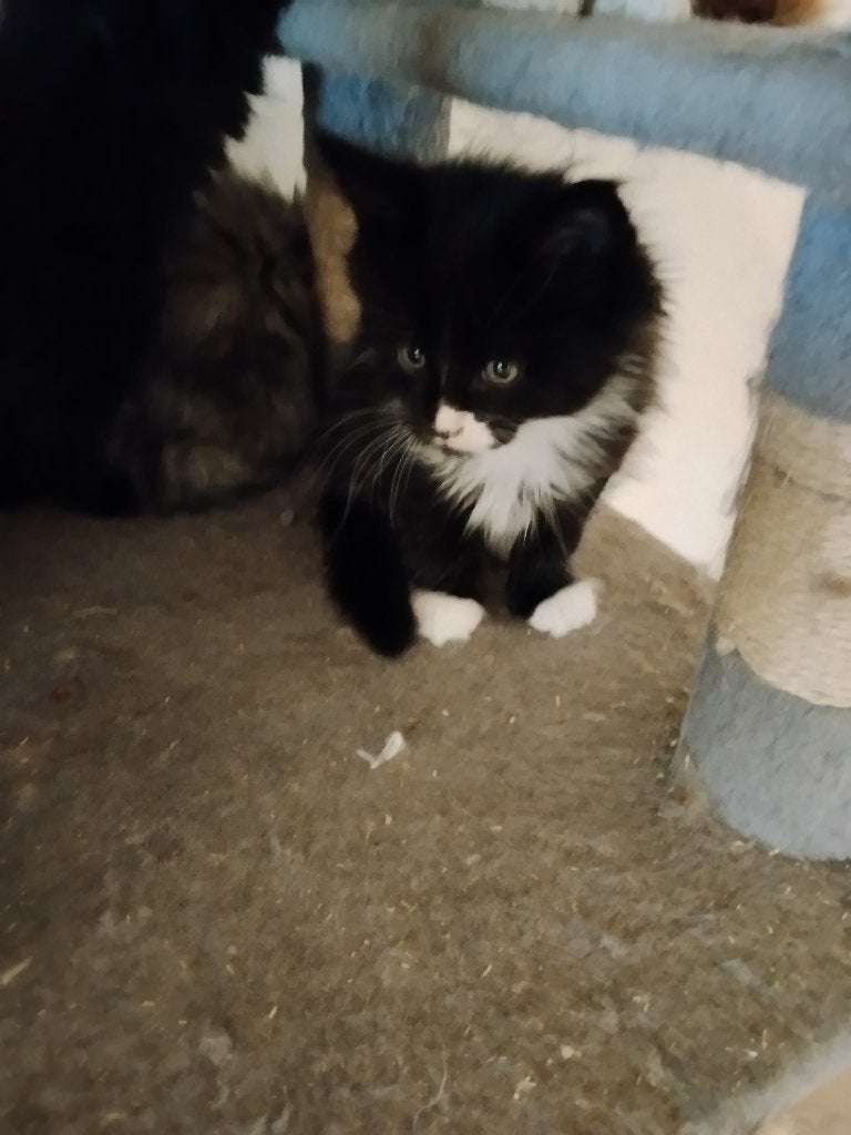 Russische Maine Coon kittens met stamboom, Meerdere dieren, Met stamboom