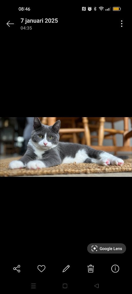 Kater, Dieren en Toebehoren, Katten en Kittens | Raskatten | Korthaar, Kater, Gechipt, 3 tot 5 jaar