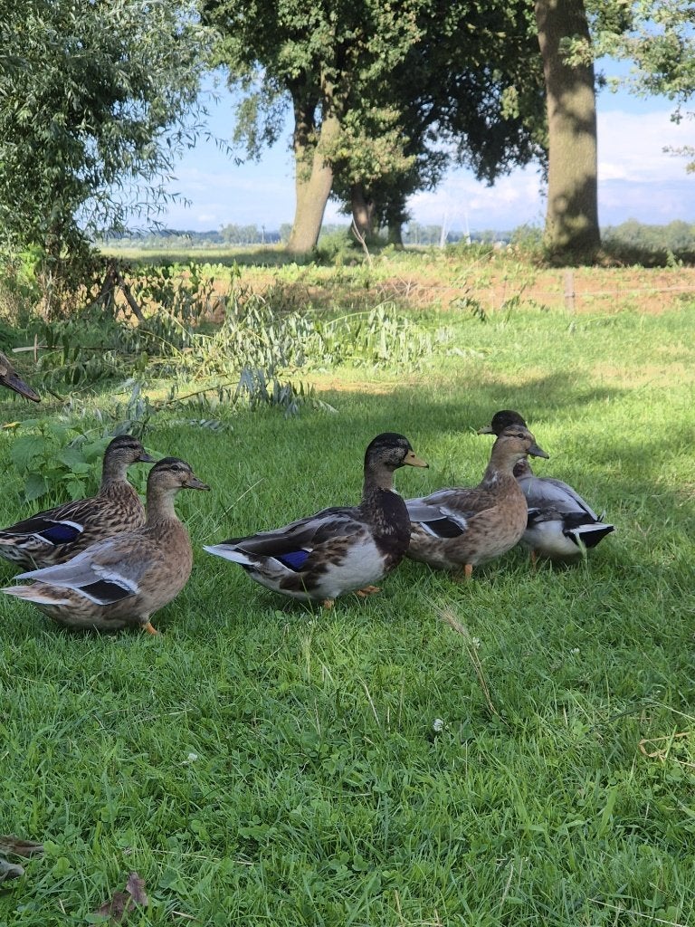 Prachtige Hollandse kwakers te koop!, Dieren en Toebehoren, Meerdere dieren, Eend