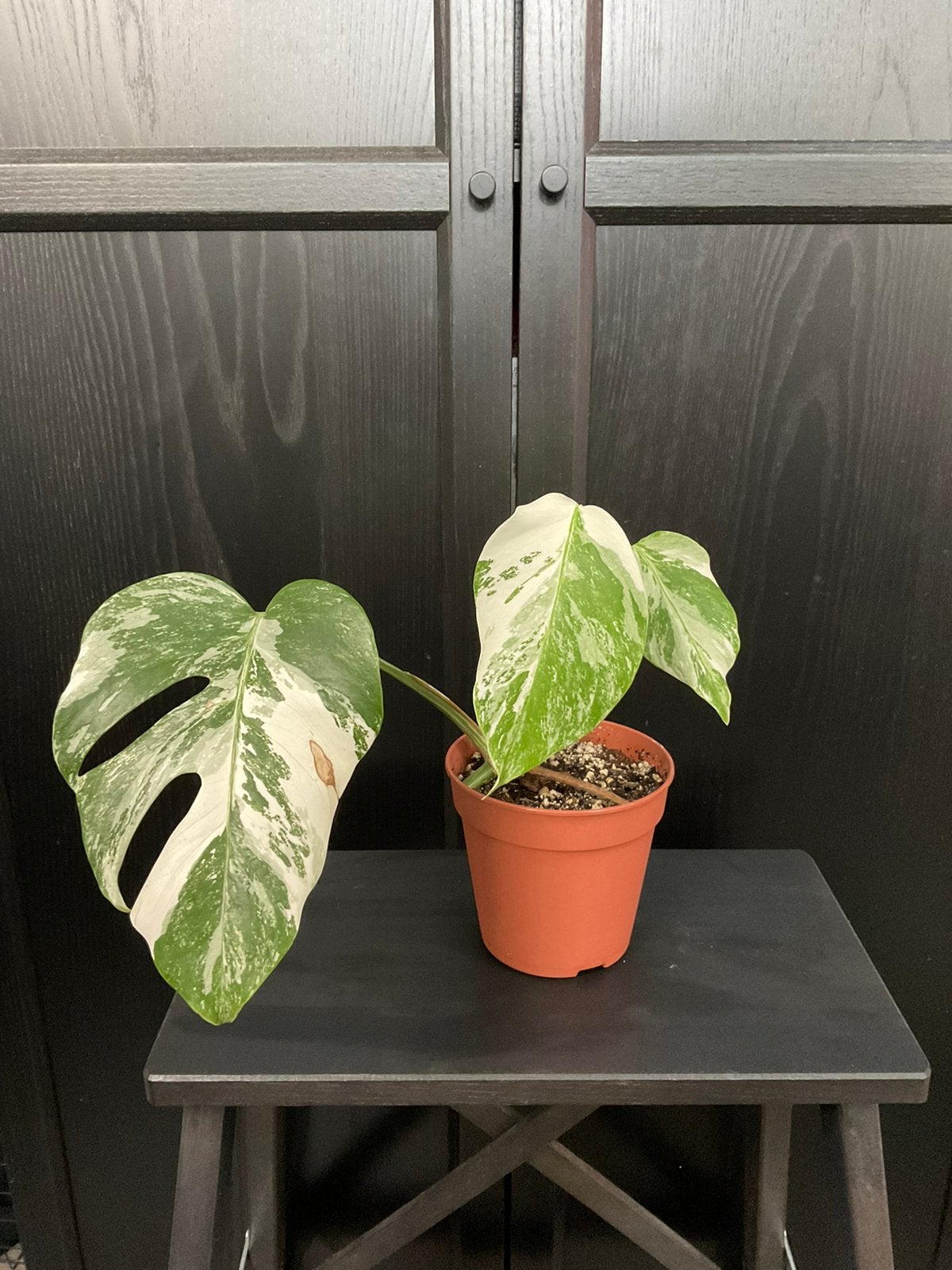 Momster albo variegata plant 2, Ophalen, Overige soorten, Halfschaduw, Minder dan 100 cm