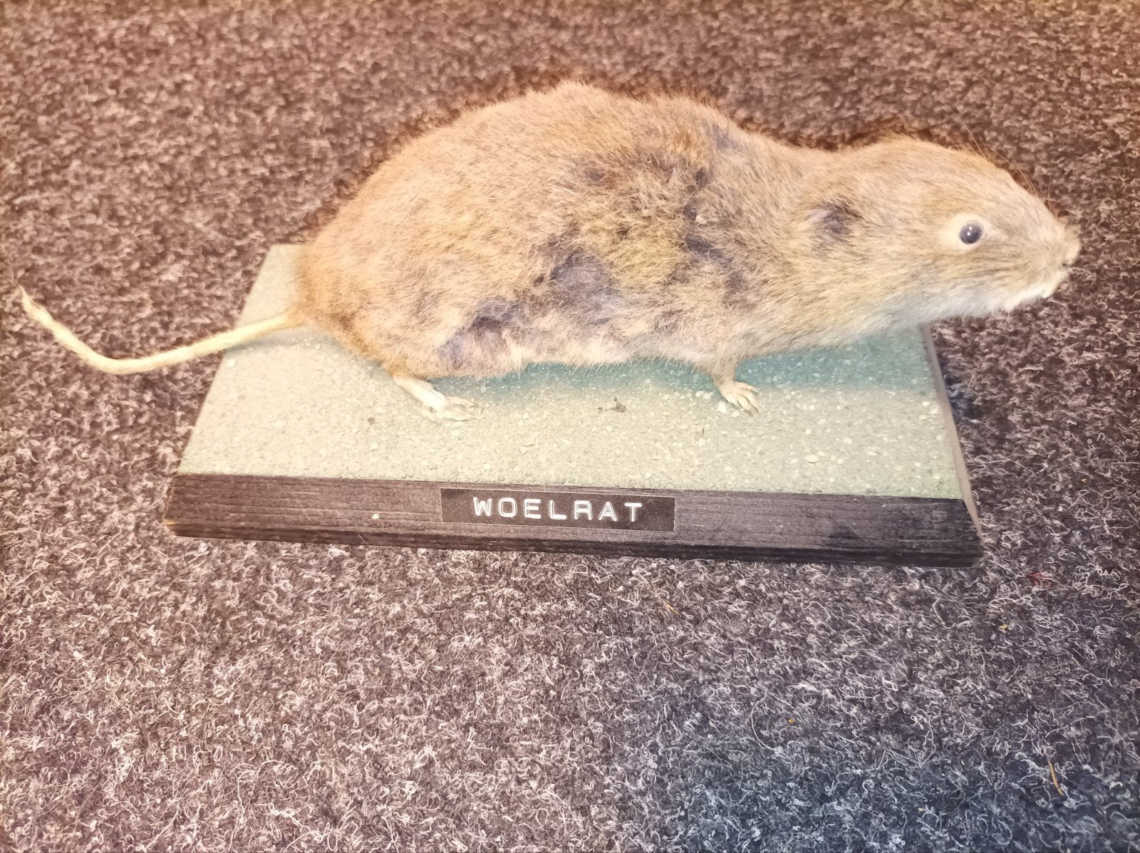 Taxidermie opgezette woelrat rat Halloween verzamelen, Ophalen of Verzenden, Gebruikt, Boerderijdier, Opgezet dier