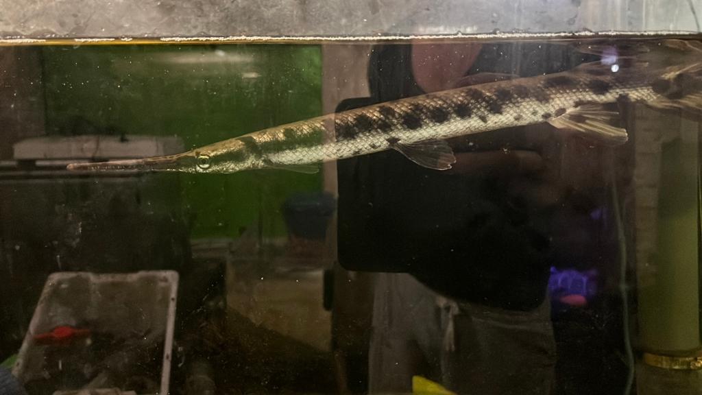 Kaaimansnoek, Lepisosteus osseus beensnoek., Vis