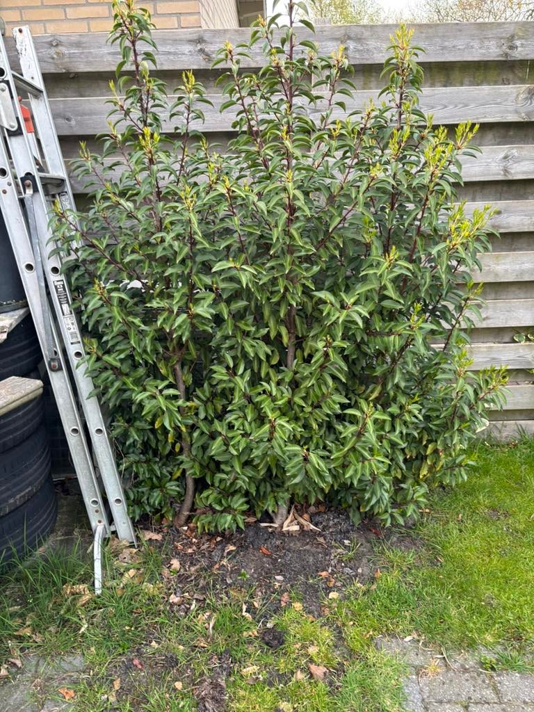 Portugese laurier 3 stuks, Tuin en Terras, Planten | Struiken en Hagen, Ophalen of Verzenden, Laurier, 100 tot 250 cm