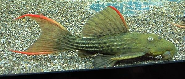 L-Nummers: L024 Pseudacanthicus pitanga, Dieren en Toebehoren, Vissen | Aquariumvissen, Vis, Zoetwatervis