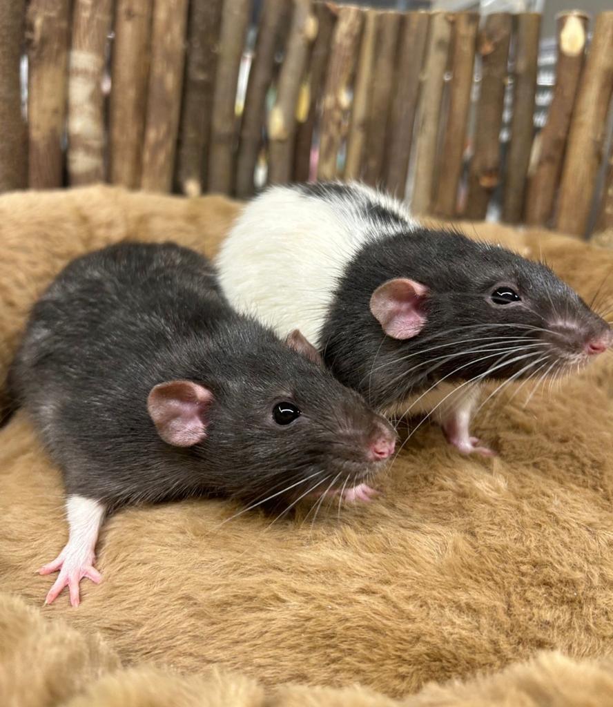 Gezocht: personeel voor snack & knuffeldienst # tamme rat, Dieren en Toebehoren, Knaagdieren, Rat, Februari, Mannelijk, Tam