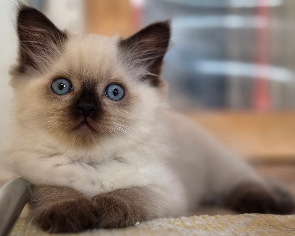 Super mooie lieve Ragdoll kittens, Meerdere dieren, Ontwormd, 0 tot 2 jaar