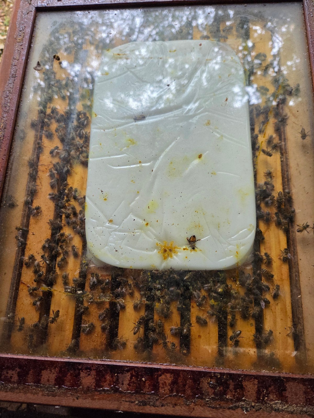 TE KOOP BIJENVOLK ZWARTE BIJ, Bijen