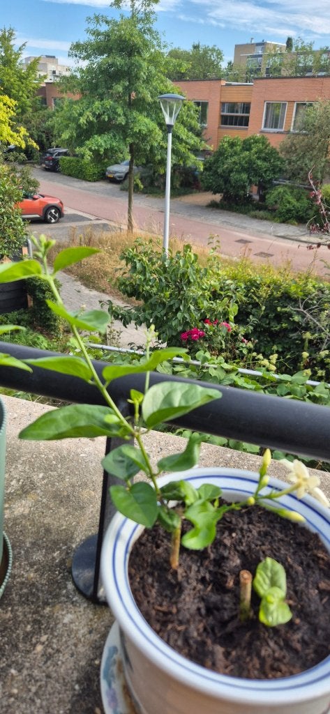 Jasminum sambac (Melati), Volle zon, Vaste plant, Zomer, Ophalen