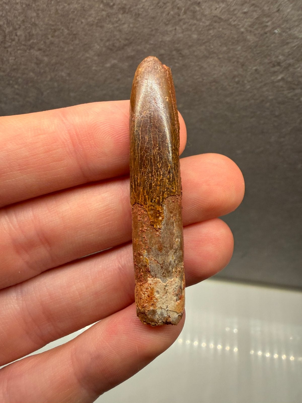 Grote Rebbachisaurus tand (Sauropode), Ophalen of Verzenden, Fossiel