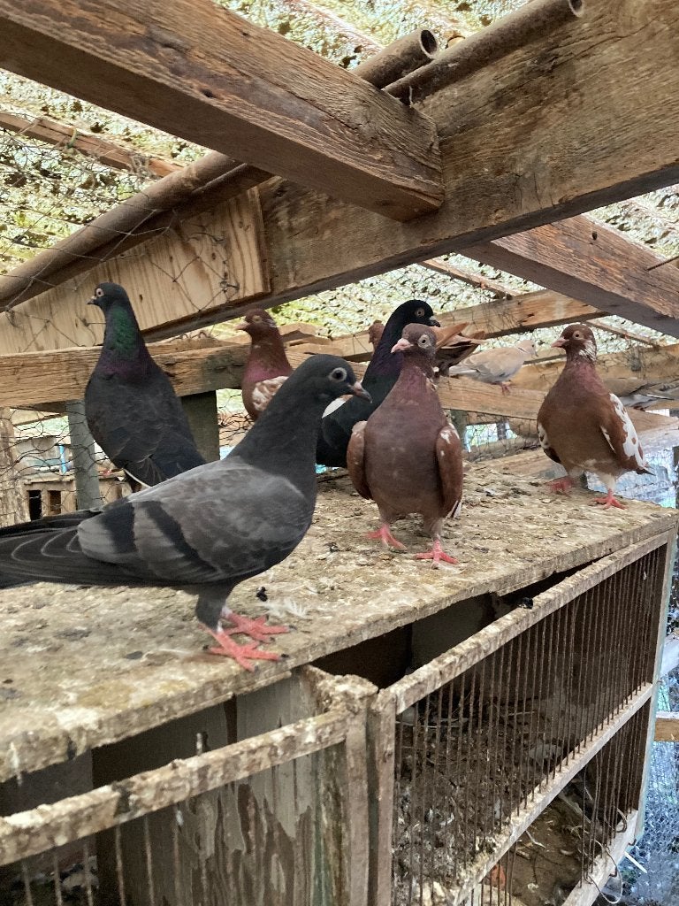 Te Koop Duiven, Meerdere dieren, Overige soorten