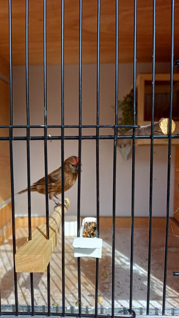 Barmsijs van 2025, Dieren en Toebehoren, Geringd
