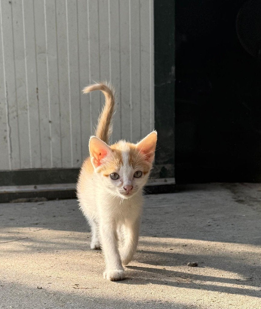 kitten te koop, Dieren en Toebehoren, Katten en Kittens | Raskatten | Korthaar, Meerdere dieren, 0 tot 2 jaar