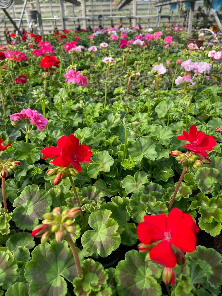Violen uitgebloeid  wij kunnen uw bak vullen, Tuin en Terras, Planten | Tuinplanten, Volle zon, Eenjarig, Zomer, Ophalen