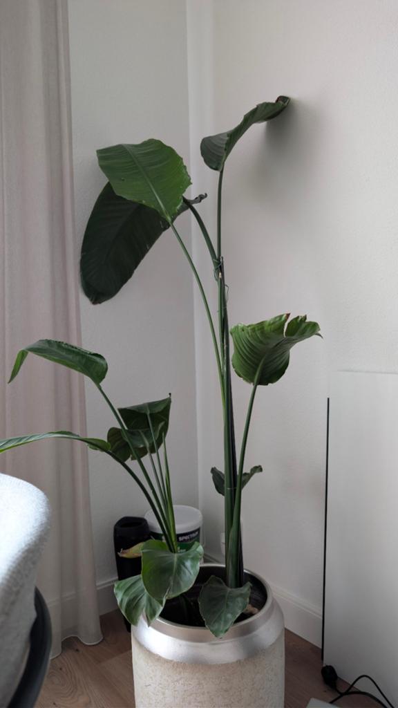 Grote Strelitzia Nicolai (Paradijsvogelplant), Ophalen, Halfschaduw
