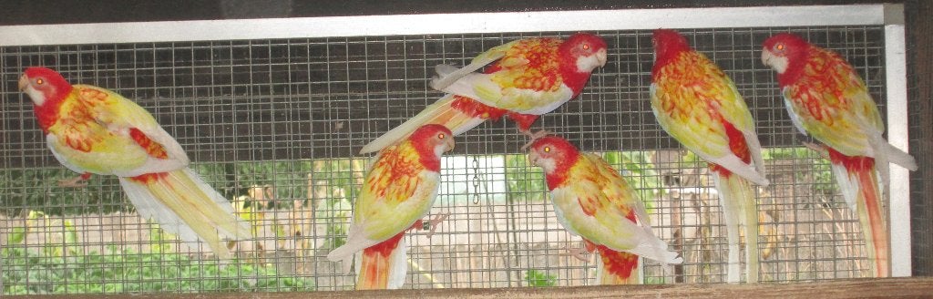 rubino rosella's, Dieren en Toebehoren, Vogels | Parkieten en Papegaaien, Meerdere dieren, Parkiet, Geringd