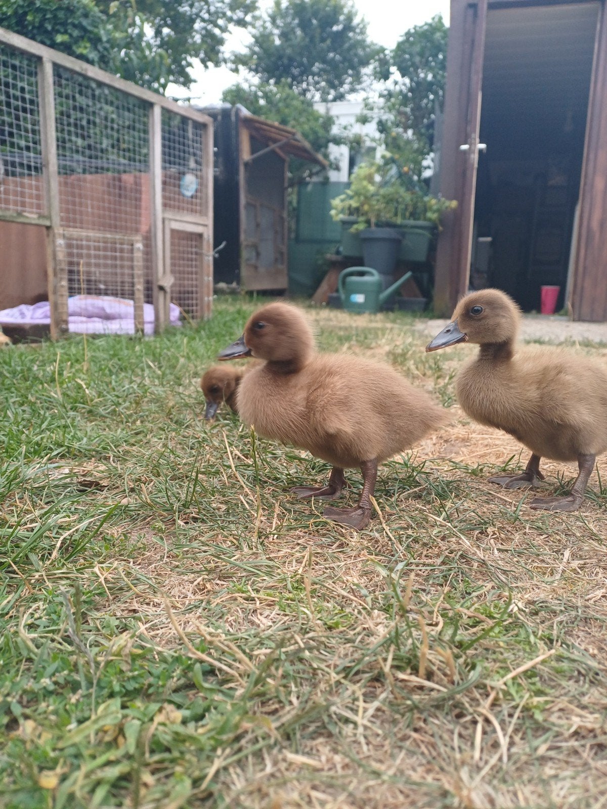 jonge eendjes 2 weken oud kaki campbell, Dieren en Toebehoren, Pluimvee, Meerdere dieren, Eend