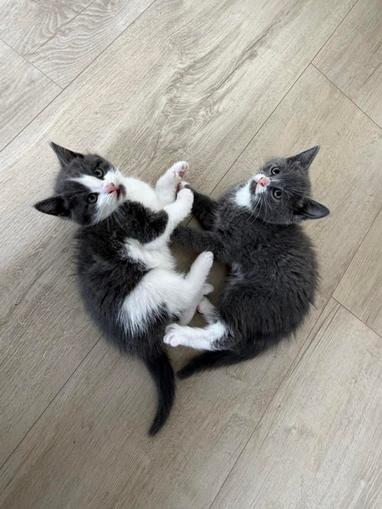 2 kittens half brits  zijn geboren op 21maart., Poes