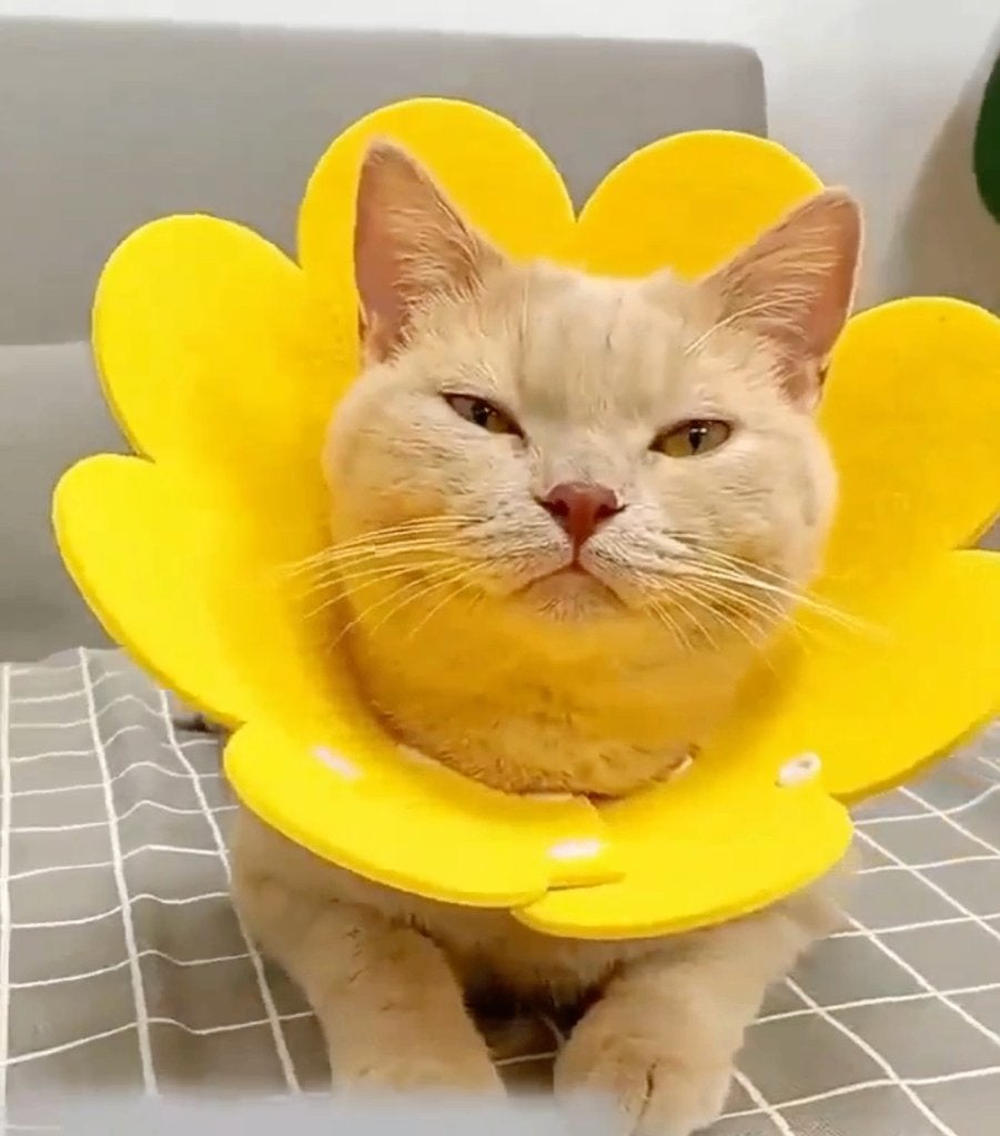 Beschermkraag Kraag Kat Hond dierenkraag Kattenkraag kap, Ophalen of Verzenden, Nieuw