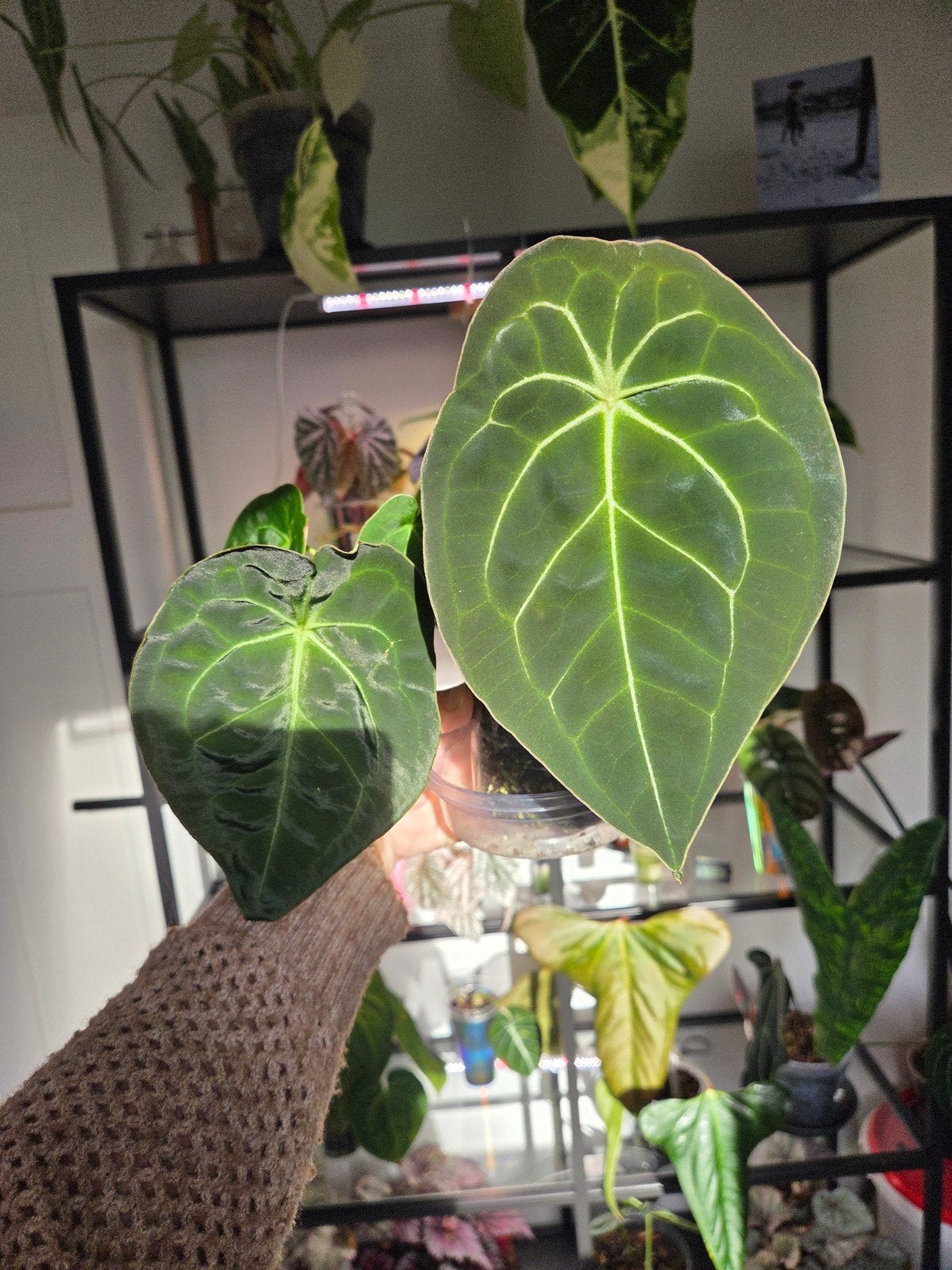 anthurium red spider x dark forgetti, Ophalen of Verzenden, Halfschaduw, Minder dan 100 cm