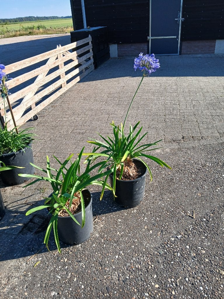 grote agapanthus, Tuin en Terras, Ophalen, Overige soorten, Volle zon