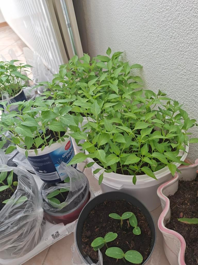 Paprika plantjes - Vers en klaar om te planten, Tuin en Terras, Planten | Tuinplanten, Volle zon, Groenteplanten, Eenjarig, Ophalen of Verzenden