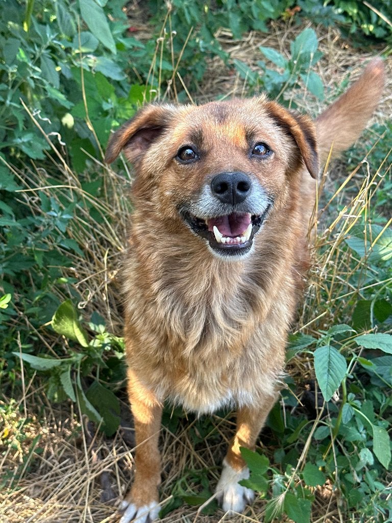 AIN: Tommy, Dieren en Toebehoren, Honden | Niet-rashonden, Buitenland, Eén hond, CDV (hondenziekte), Reu