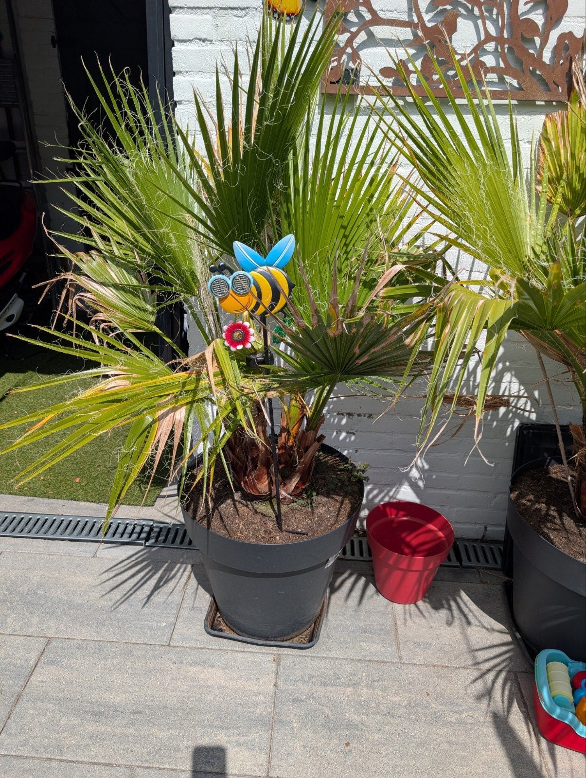 Grote Palm in Pot Washingtonia Robusta, Huis en Inrichting, Kamerplanten, Ophalen of Verzenden