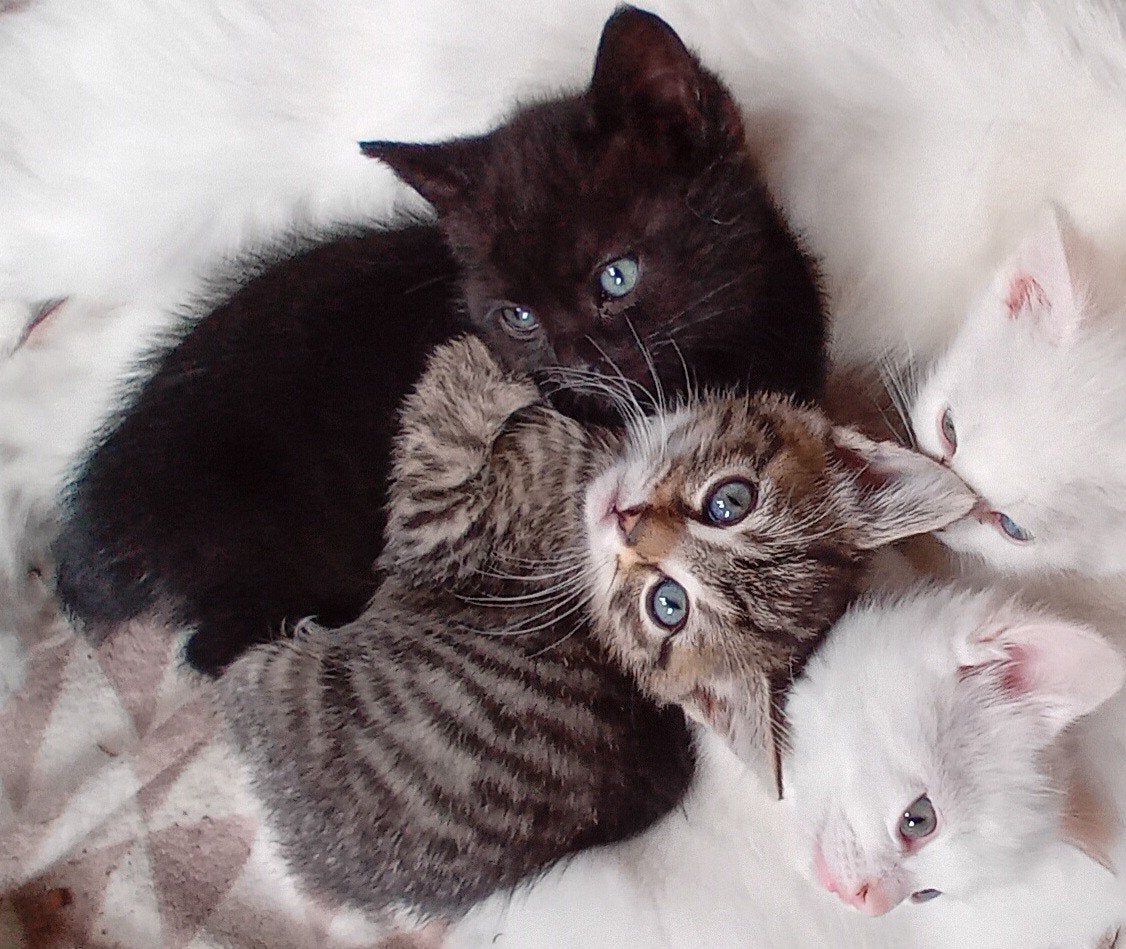 Hele lieve kittens ( moeder kruising pers/siamees), Dieren en Toebehoren, Katten en Kittens | Raskatten | Korthaar, Meerdere dieren