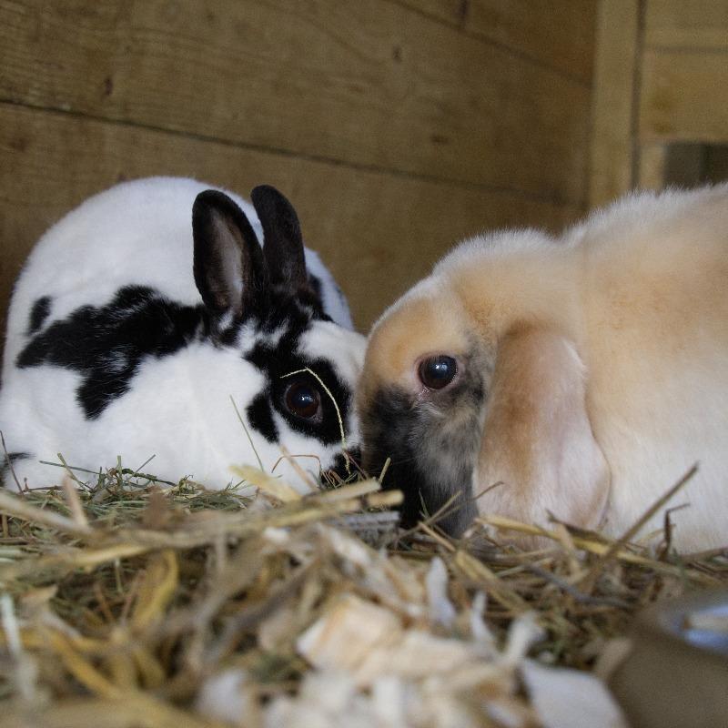 Koppel konijnen pablo en marise, Meerdere dieren, Middelgroot, 6 tot 8 jaar