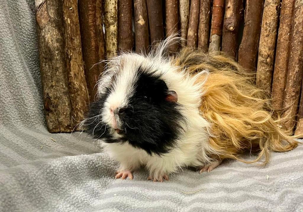 Schattige cavia’s (ook babys), Mannelijk, Tam, Maart, Cavia
