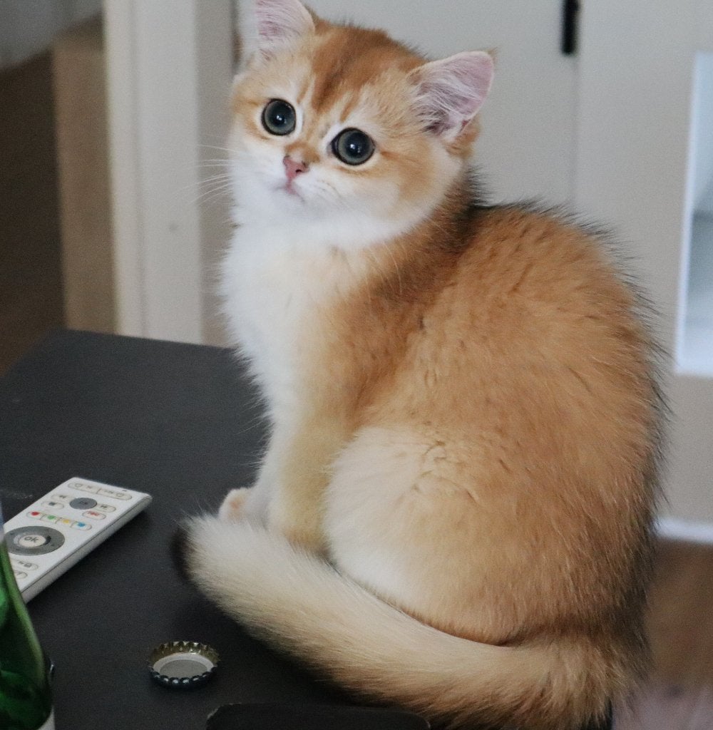 Twee prachtige Britse poesjes, Poes, Ontwormd, 0 tot 2 jaar
