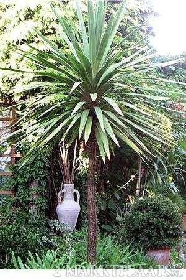 20 x Cordyline Australis palmboom zaden (verzenden kan ook), Ophalen, Gehele jaar, Volle zon, Zaad