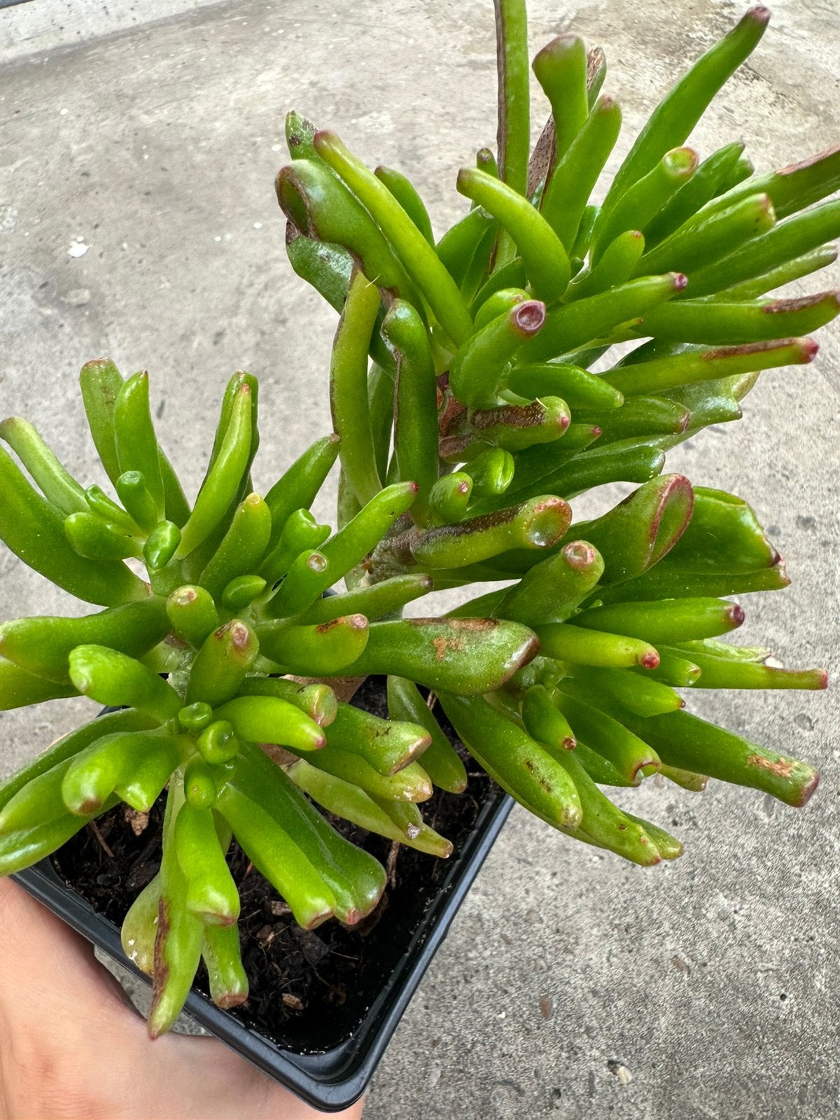 Vetplant kamerplant plant, Ophalen, Overige soorten, Volle zon