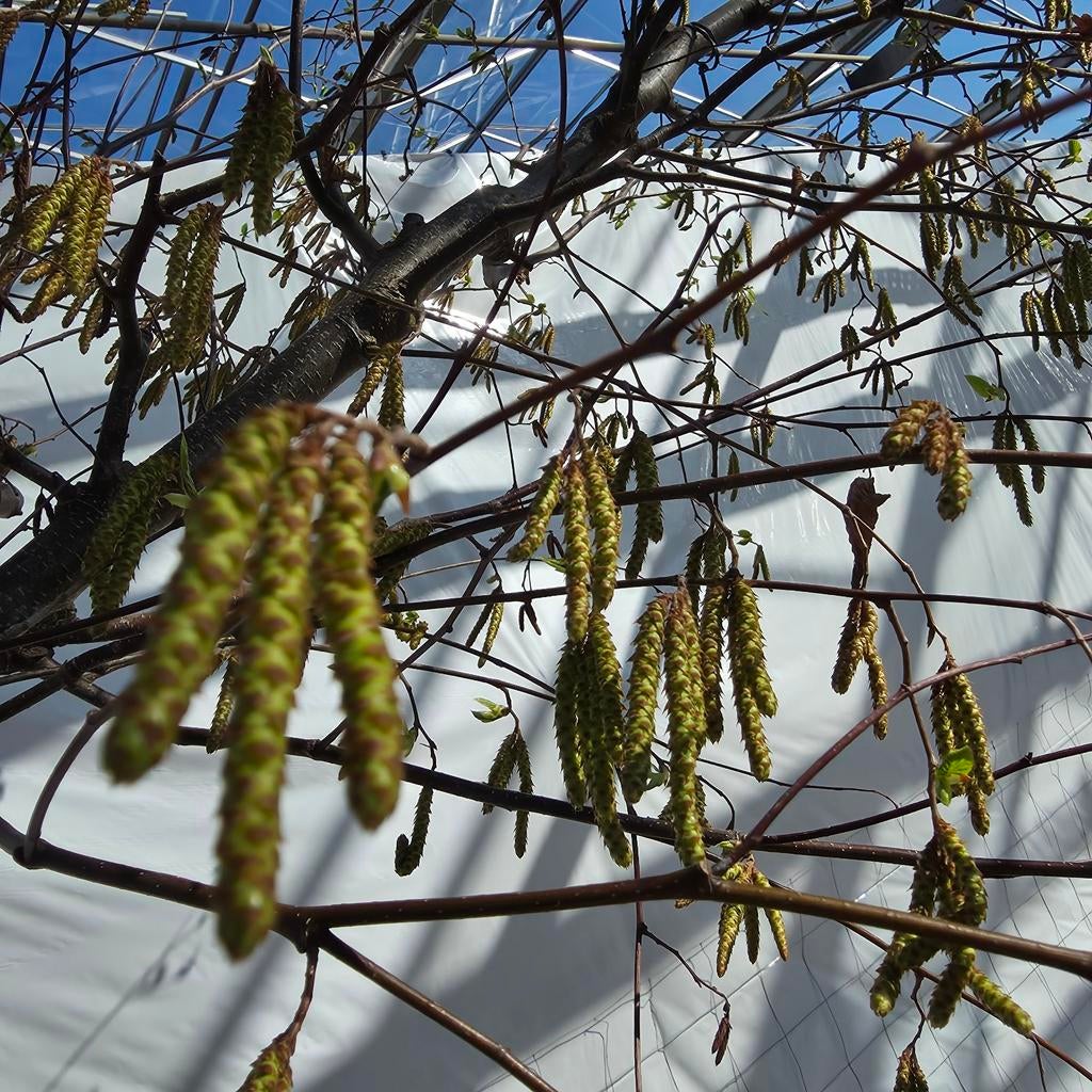 Hazelaar - Corylus avellana boom 4m, Tuin en Terras, Planten | Bomen, Lente, 400 cm of meer, Volle zon, In pot