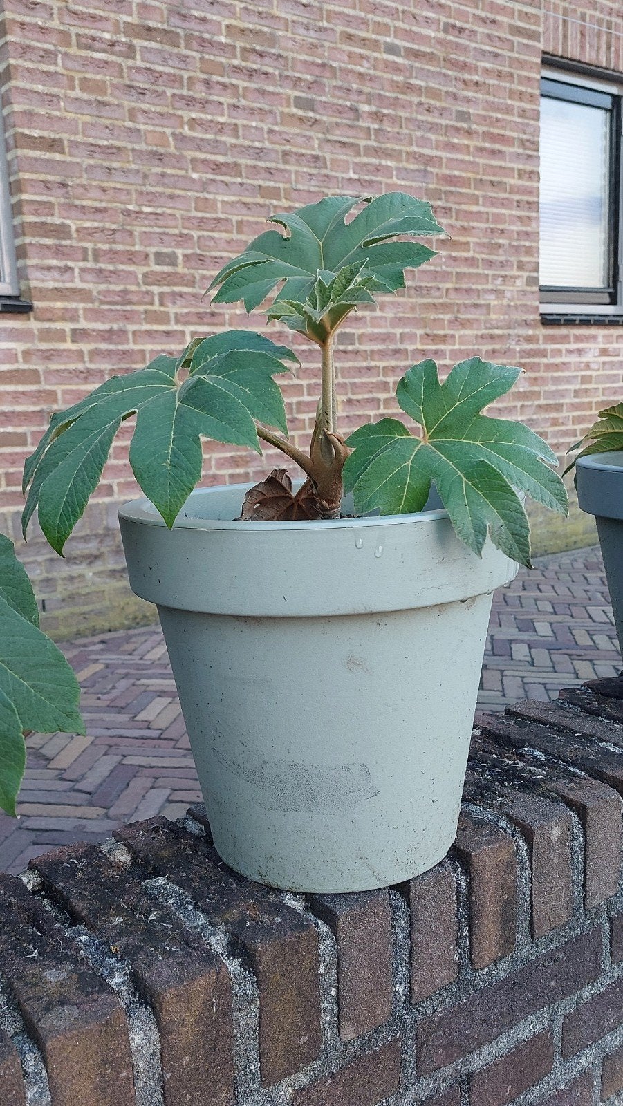 Rijstpapierplant (Tetrapanax papyrifer) - Jonge plant, Tuin en Terras, Ophalen
