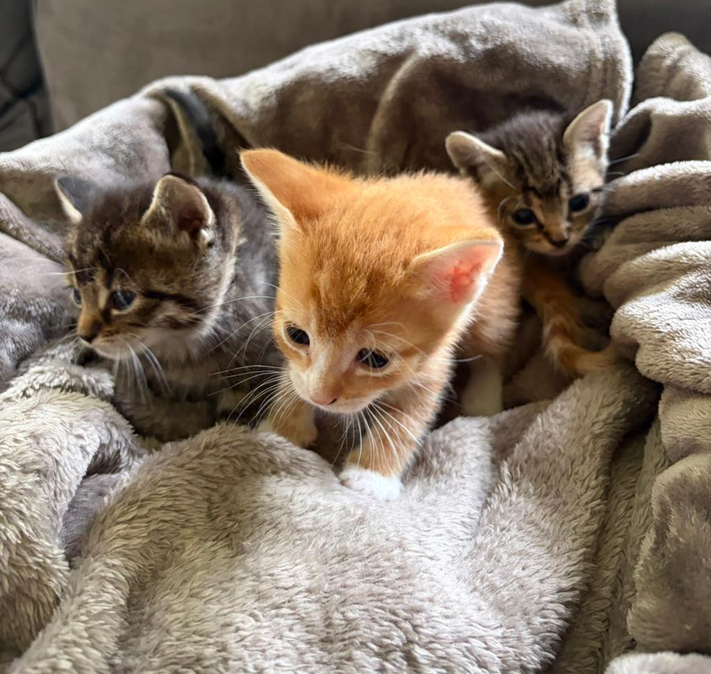Boerderij kittens, Dieren en Toebehoren, Katten en Kittens | Overige Katten, Meerdere dieren
