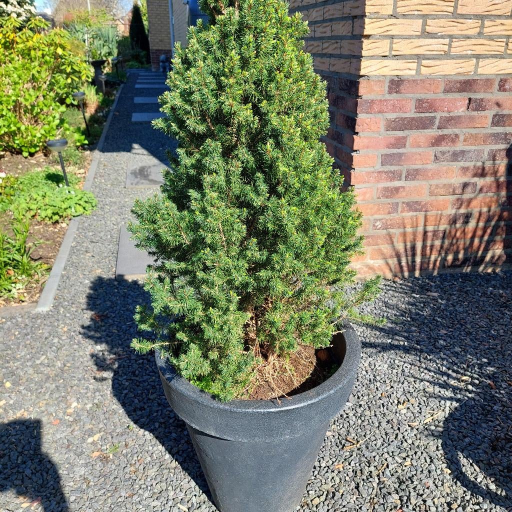 Picea Glauca  prachtig voor rotstuin met pot 1.20, Bloeit niet, Overige soorten, Minder dan 100 cm, Ophalen
