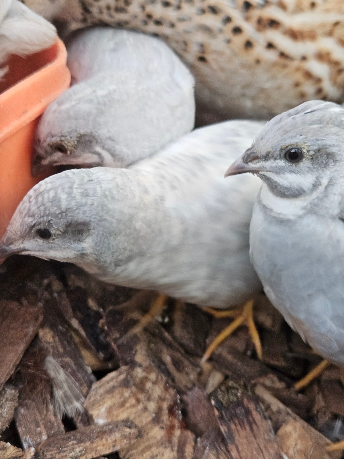 Jonge chinese kwartels, Dieren en Toebehoren, Meerdere dieren