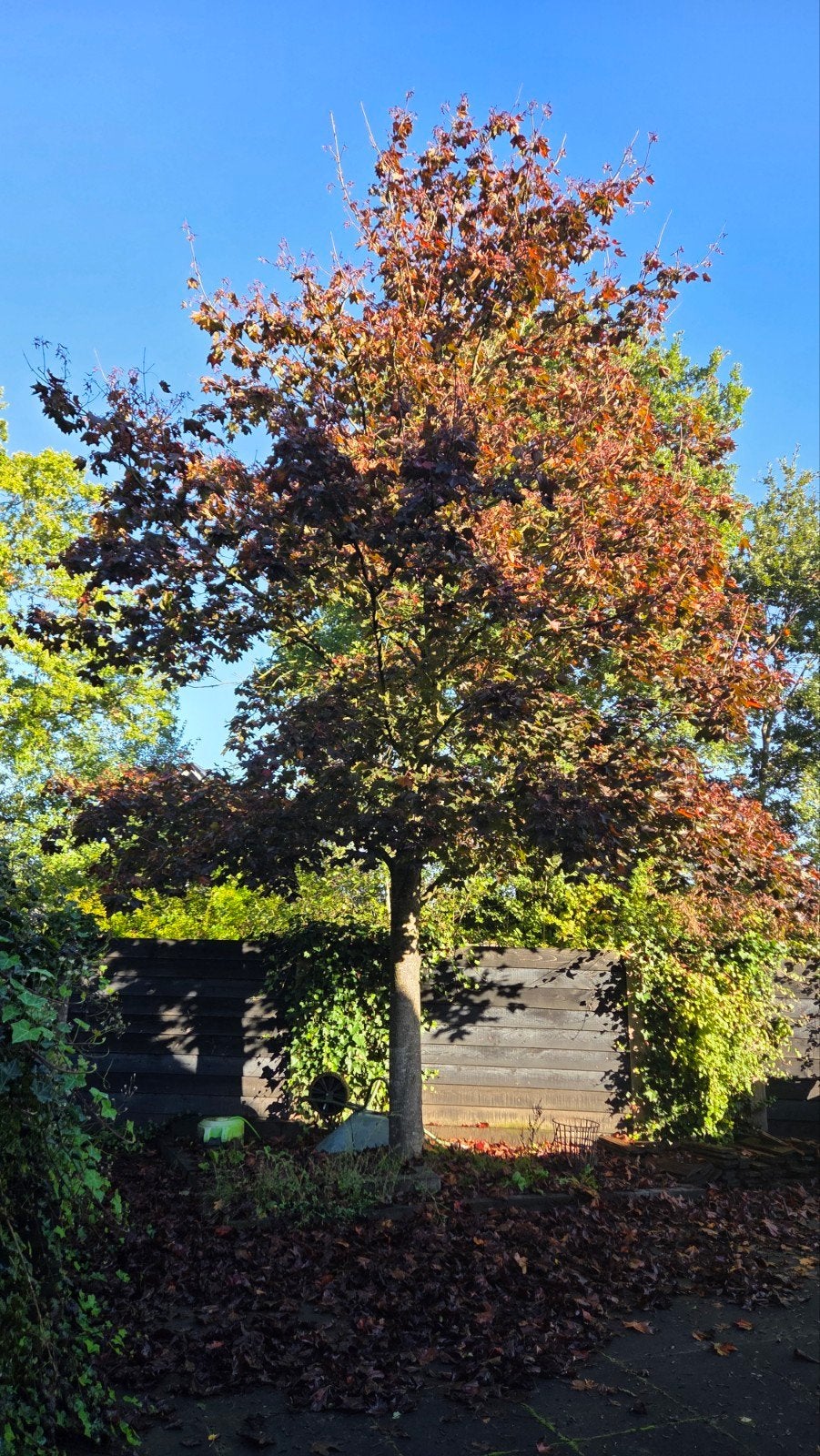 Gratis boom, Tuin en Terras, Ophalen, Volle zon, Overige soorten, 400 cm of meer