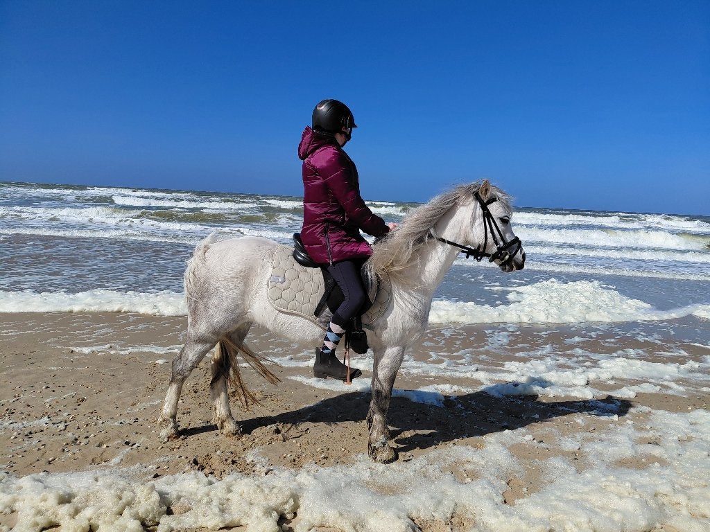 Welsh pony 118cm: Charlotte, Dieren en Toebehoren, Merrie, B pony (1.17m tot 1.27m), 11 jaar of ouder, Recreatiepony