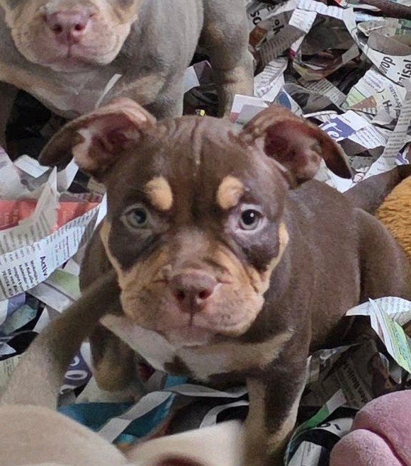American bully pocket 10 weken nog  2 teefjes, Dieren en Toebehoren, Overige rassen, 8 tot 15 weken, Meerdere, Meerdere dieren