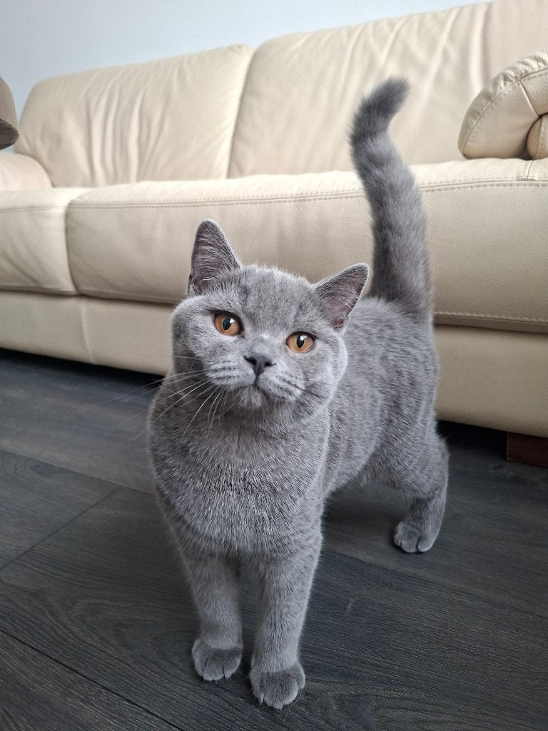 Britse Korthaar kitten, Kater, 0 tot 2 jaar