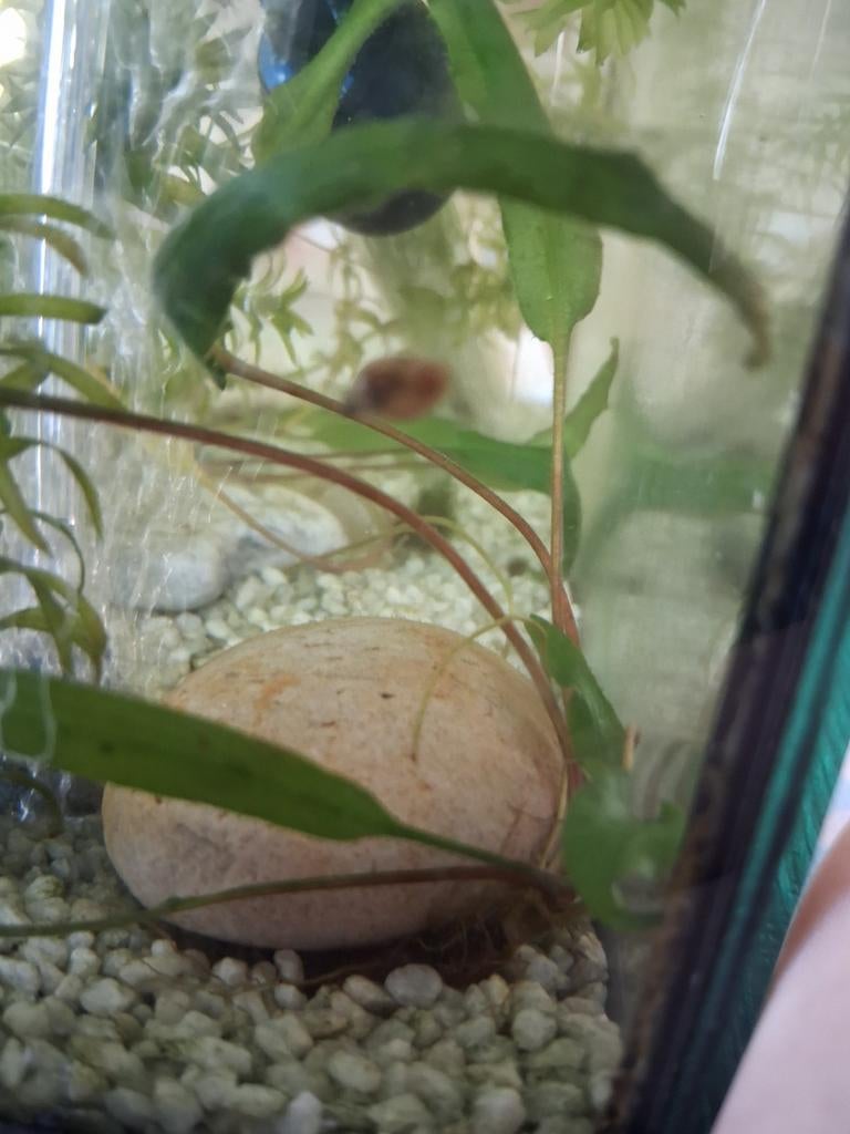 Water slakjes voor aquarium, Dieren en Toebehoren, Ophalen of Verzenden, Nieuw