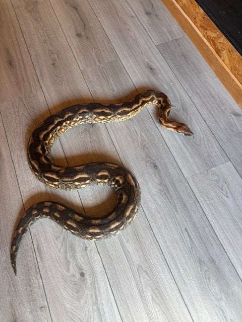 Boa 1.1 Acrantophis Madacascariensis Boa Constrictor - female for sale from Marcel