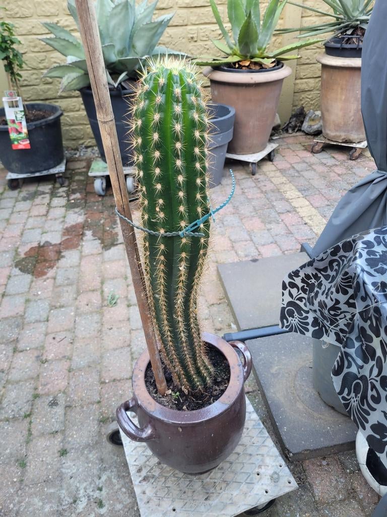 Cactus Trichocereus, Huis en Inrichting, Kamerplanten, Ophalen, Cactus, Volle zon, Minder dan 100 cm