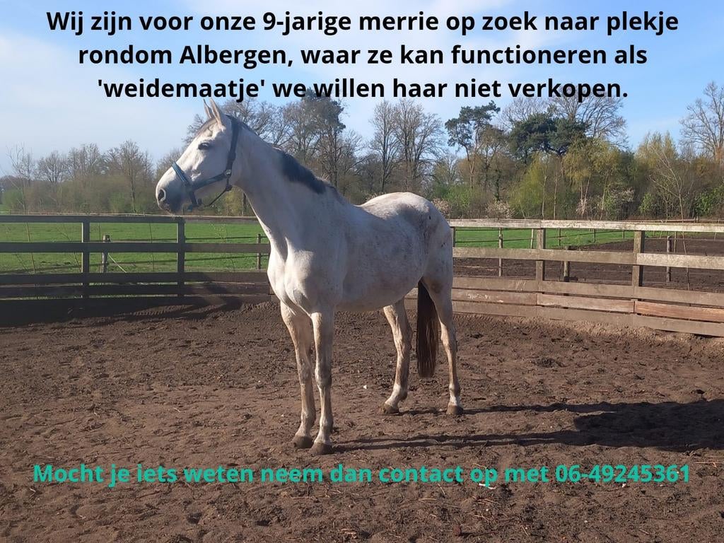Weide gezocht!!, Dieren en Toebehoren, Stalling en Weidegang