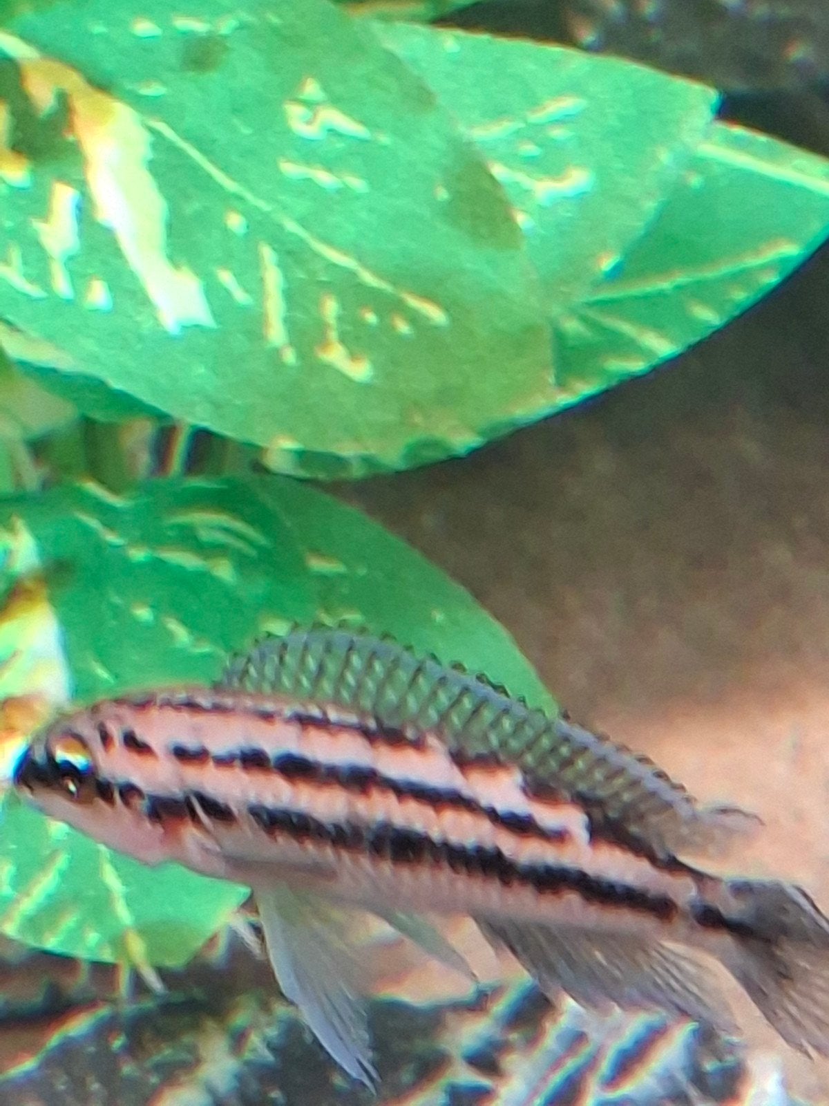 JULIDOCHROMIS DICKFELDI, Vis